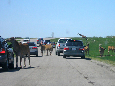 African Lion Safari