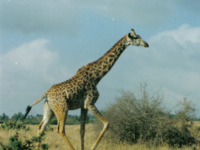 Nairobi National Park