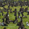 Midway Islands