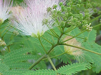 Shivapuri Nagarjun National Park