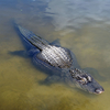 Alligator At Gatorland