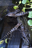 Alligator Babies At Gatorland