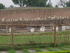 Amaravathi