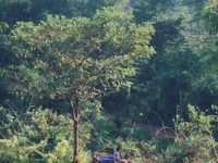 Amchang Wildlife Sanctuary Amchang Wildlife Sanctuary