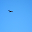 Andean Condor Andean Condor