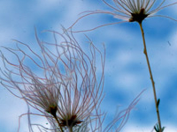 Apache-Plume At Grand Wash Apache-Plume At Grand Wash