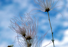 Apache-Plume At Grand Wash