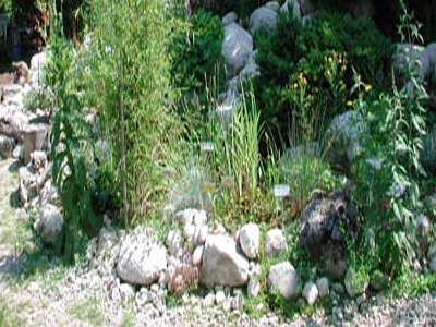 Botanical Garden