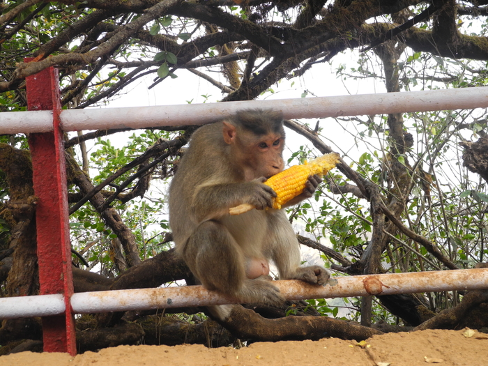 Arthur The Monkey