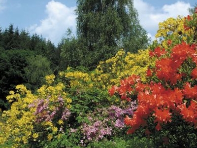 Azalea Valley