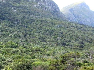 Newlands Forest