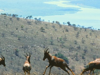 Akagera National Park