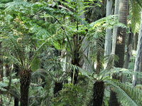 Royal Botanic Gardens Royal Botanic Gardens