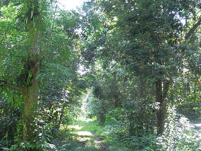Balas - Sawai Mansingh Sanctuary Campsite