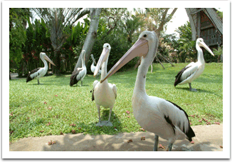 Bali Bird Park