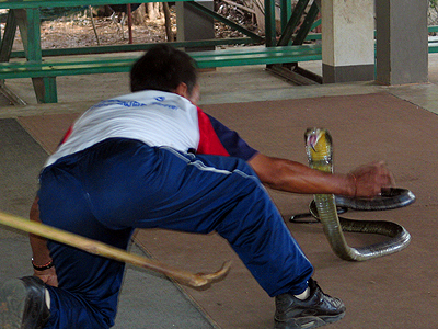 Ban Khok Sanga king cobras village