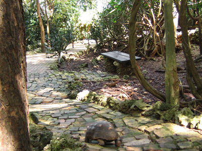 Barbados Wildlife Reserve