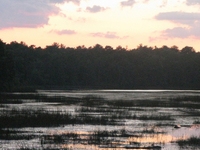 Bass River State Forest