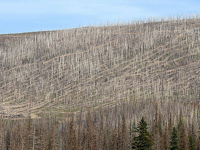 Beaver Pond Loop