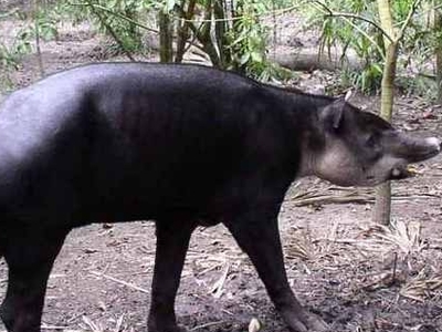 Rio Platano Biosphere Reserve