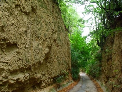 Benedek Canon study trail