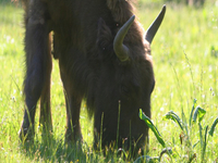 Białowieża National Park