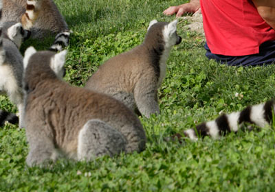 Bioparc Valencia Bioparc Valencia