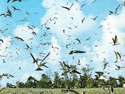 Bird Island