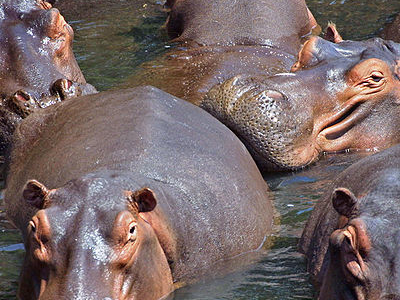 Bisanadi National Reserve