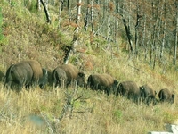 Bison In Yellowstone Bison In Yellowstone