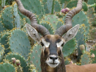 Vallanadu Wildlife Sanctuary