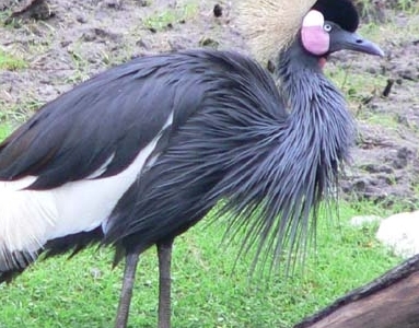 Chad Basin National Park