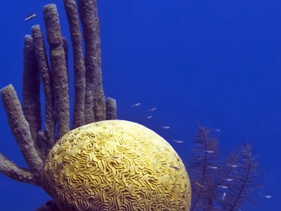 Barrier Reef Reserve