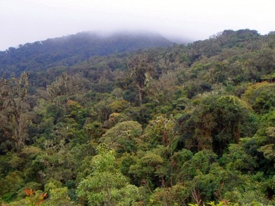 Amboro National Park