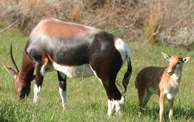 Helderberg Nature Reserve