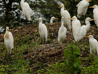 Bor Wildlife Sanctuary
