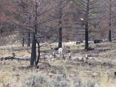 Buffalo Fork Trail