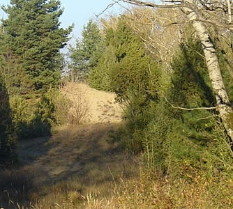 Bugac Primeval Population of the Common Juniper and Sand Dunes