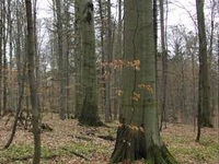 Bukowy Las Nature Reserve