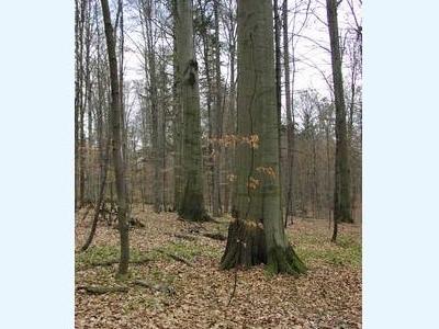 Bukowy Las Nature Reserve Bukowy Las Nature Reserve