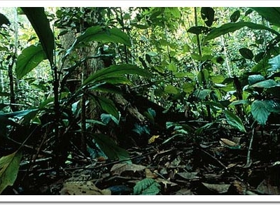 Bung Hatta Forest Reserve Bung Hatta Forest Reserve