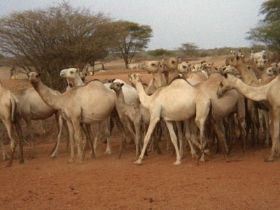 Bura Town