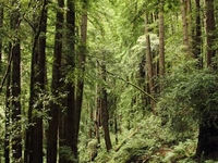 Butano State Park