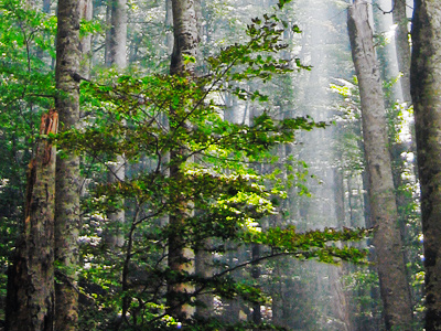 Biogradska Gora National Park