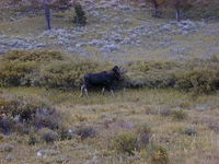 Big Moose Gallatin 2