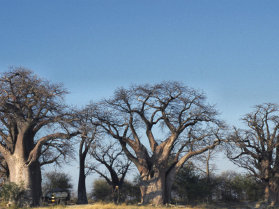 Nxai Pan National Park