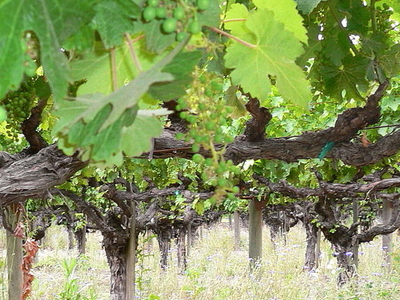 Chateau Montelena