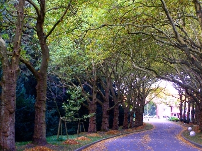 Central Cemetery