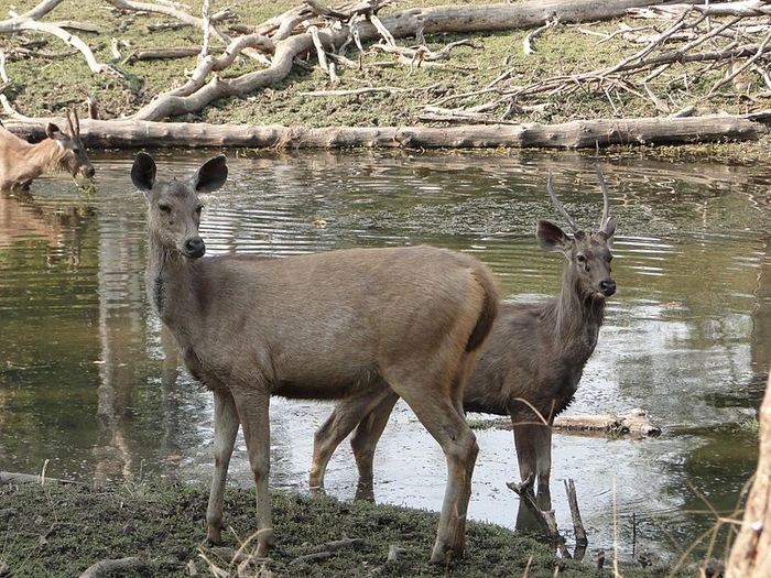 Chandoli National Park, India Photos