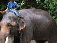 Chiang Dao Elephant Training Center Chiang Dao Elephant Training Center
